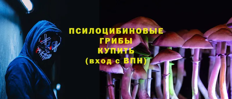 Галлюциногенные грибы Psilocybe  blacksprut ONION  Ельня 